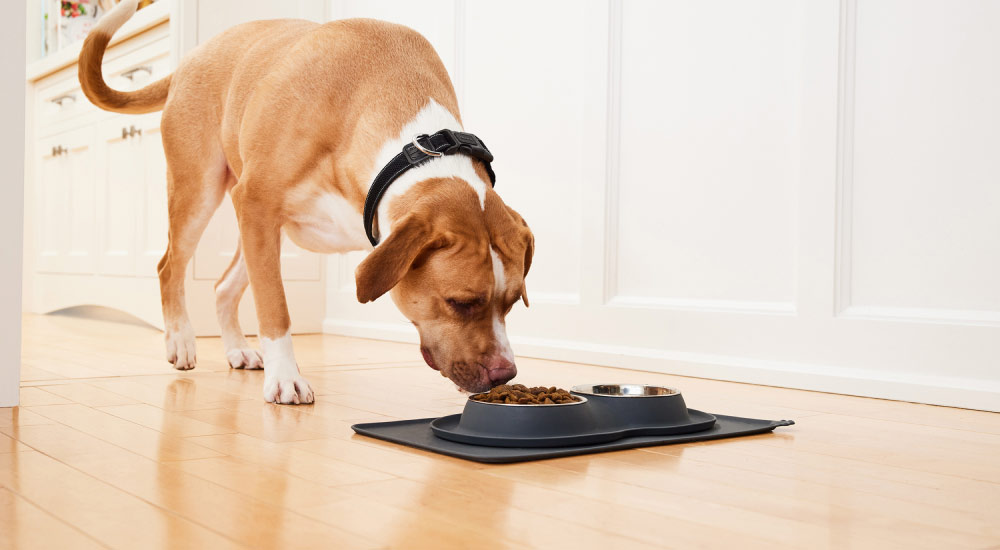 Feeding: The right food, in the right amount - Dog eating food from bowl