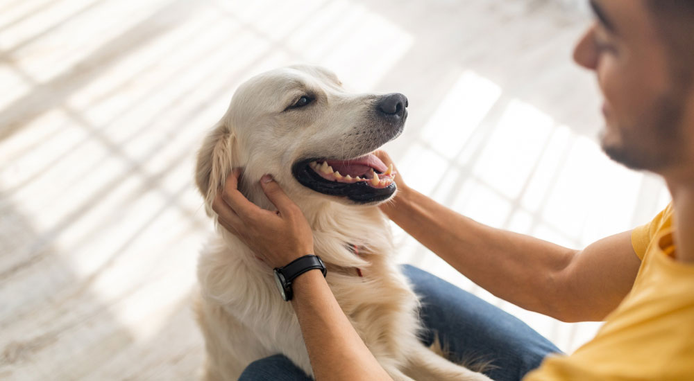 Keeping parasites at bay - Man petting his dog during vet visit