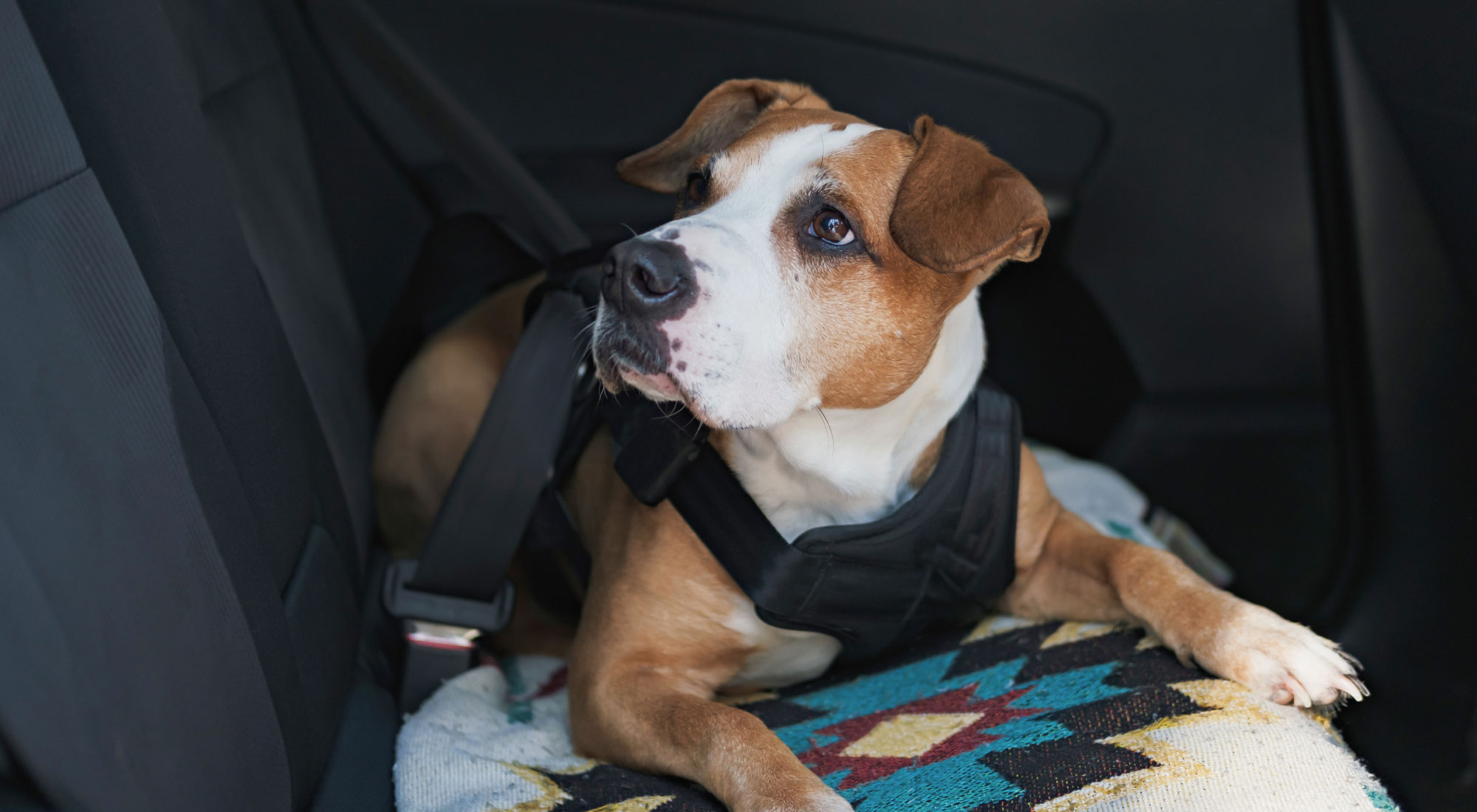 Dog lying in back seat of a car in a seatbelt harness