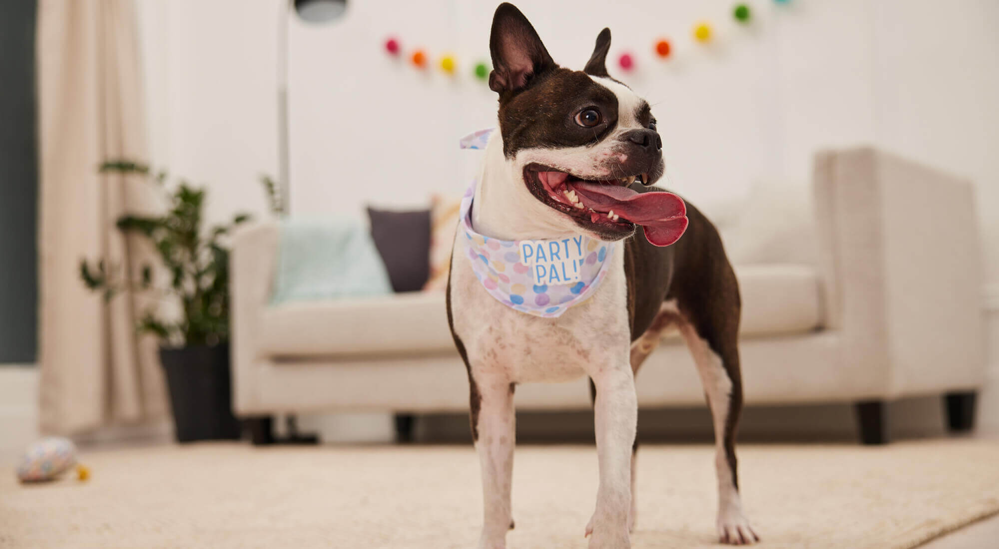 A dog wearing Party pal bandana insida the room