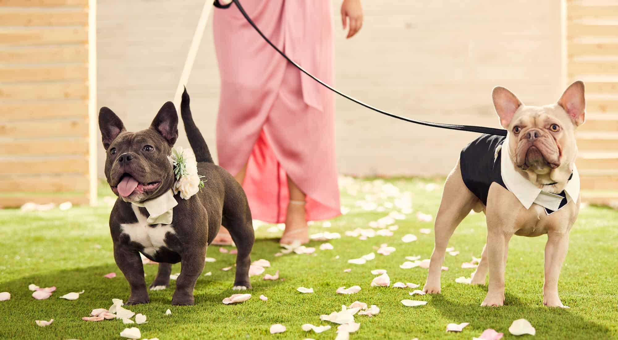 Two dogs on a leash in a wedding
