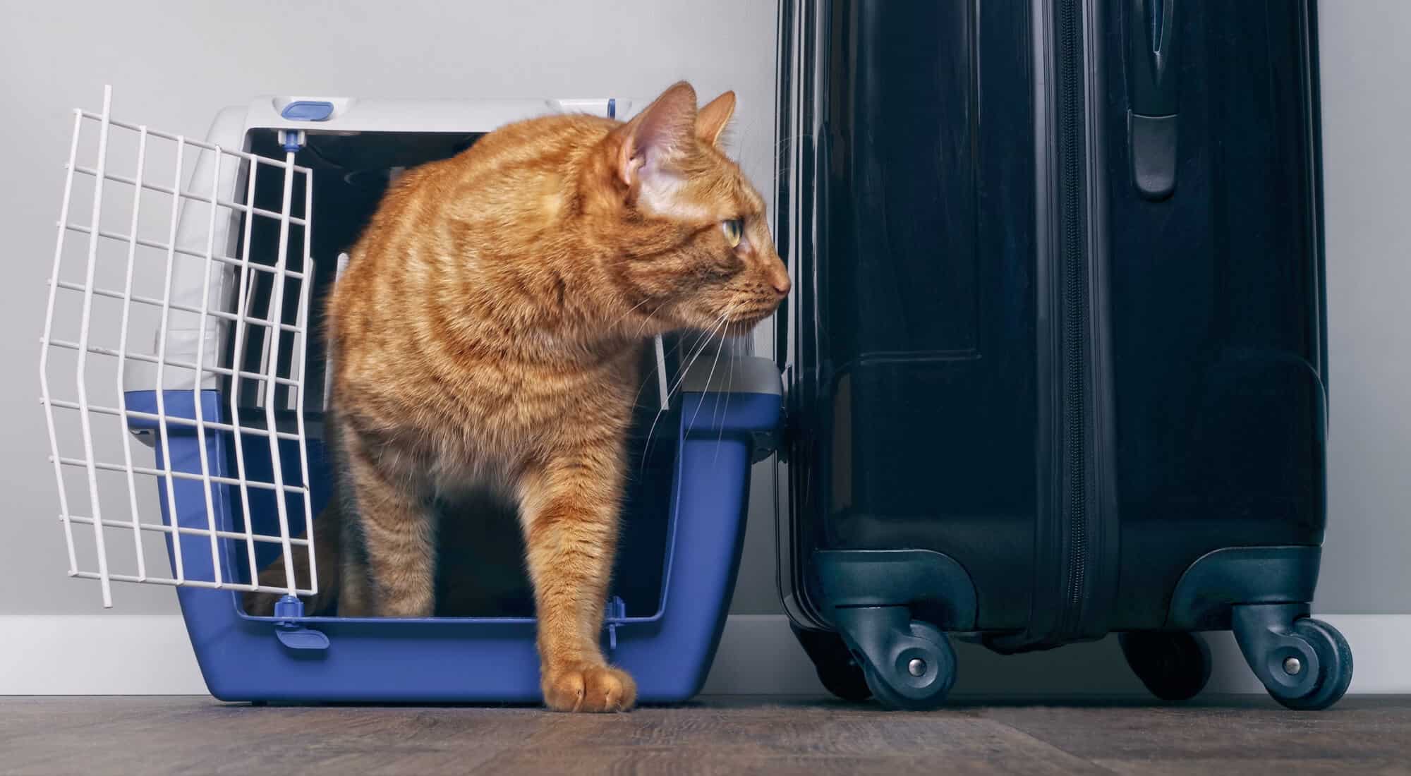 An orange cat going out of a carrier