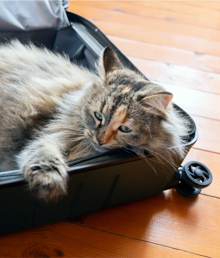 Cat laying down in an empty suitcase
