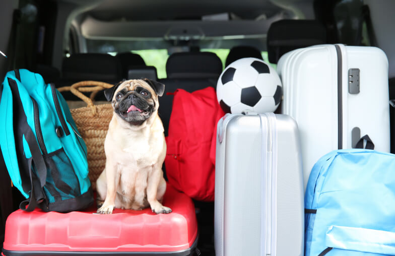 Pug dog sitting in packed trunk of car with suitcases