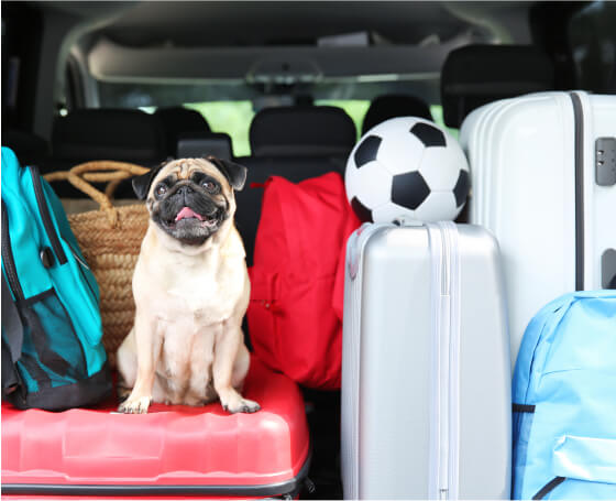 Pug dog sitting in packed trunk of car with suitcases