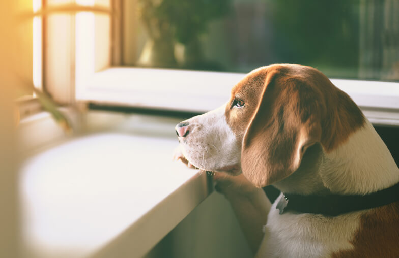 Dog looking out window waiting for owner