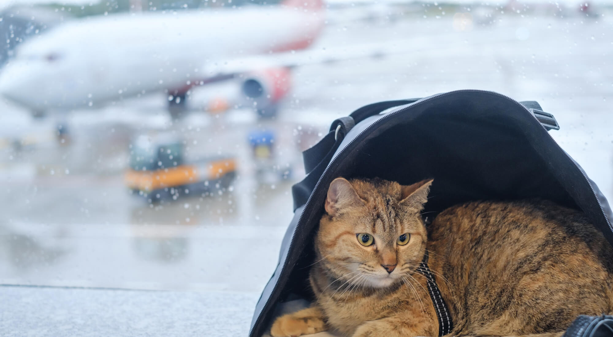 Cat in bag by airport window