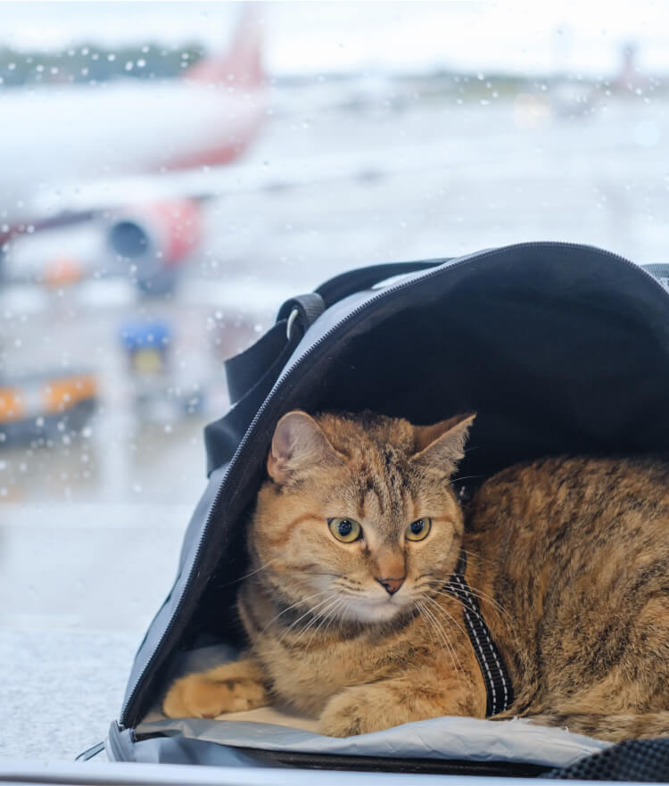 Cat in bag by airport window
