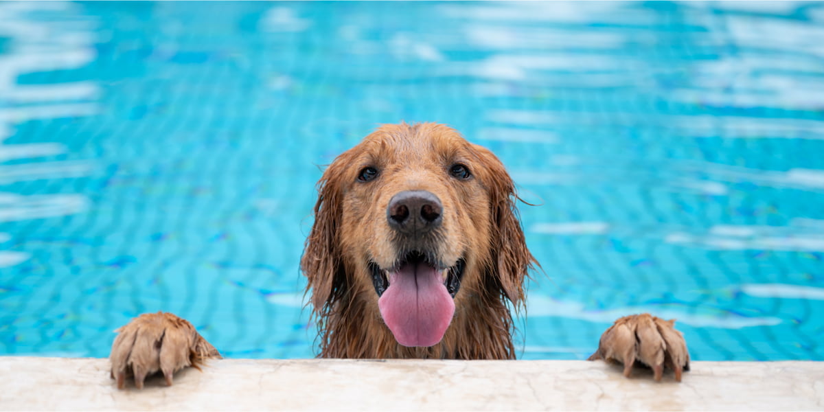 Celebrate summer with your pet — Canadian style - Dog in swimming pool