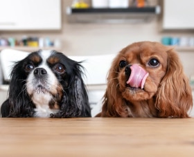 Two dogs waiting for their food, licking lips