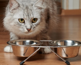 Fluffy cat about to eat from metal food bowls