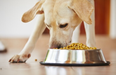 Dog eating kibble from a very full bowl