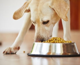 Dog eating kibble from a very full bowl