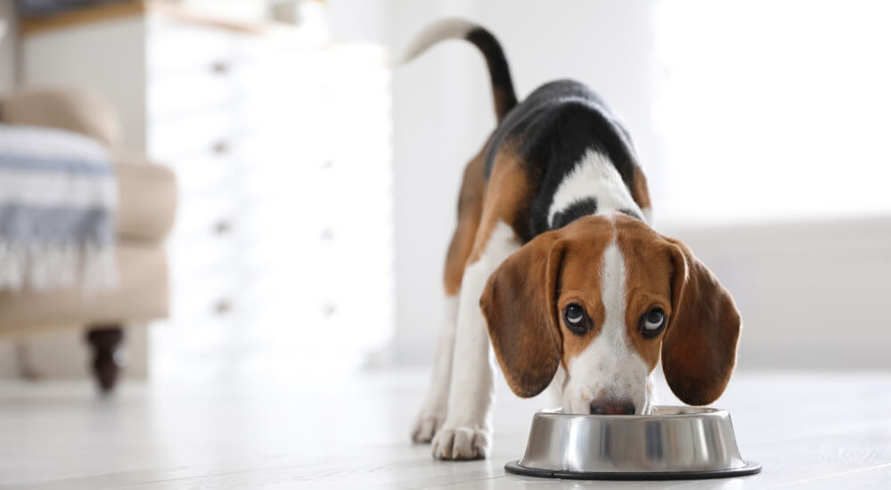 Beagle eating food from a metal bowl