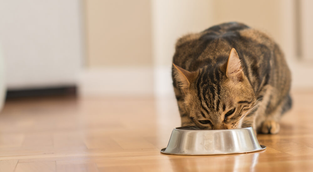 Cat eating out of metal bowl