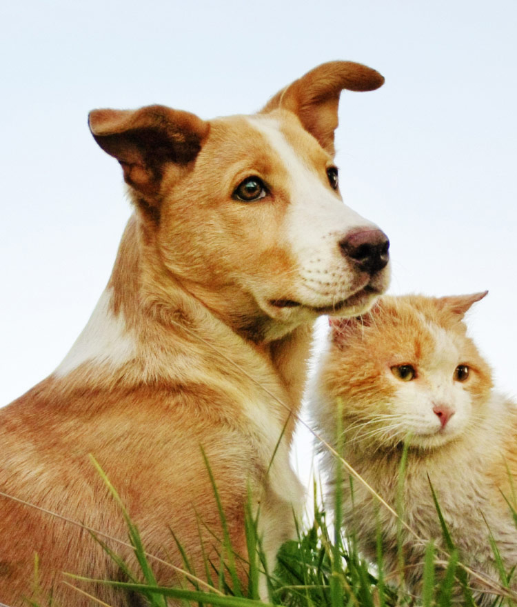 Orange dog and cat sitting in grass