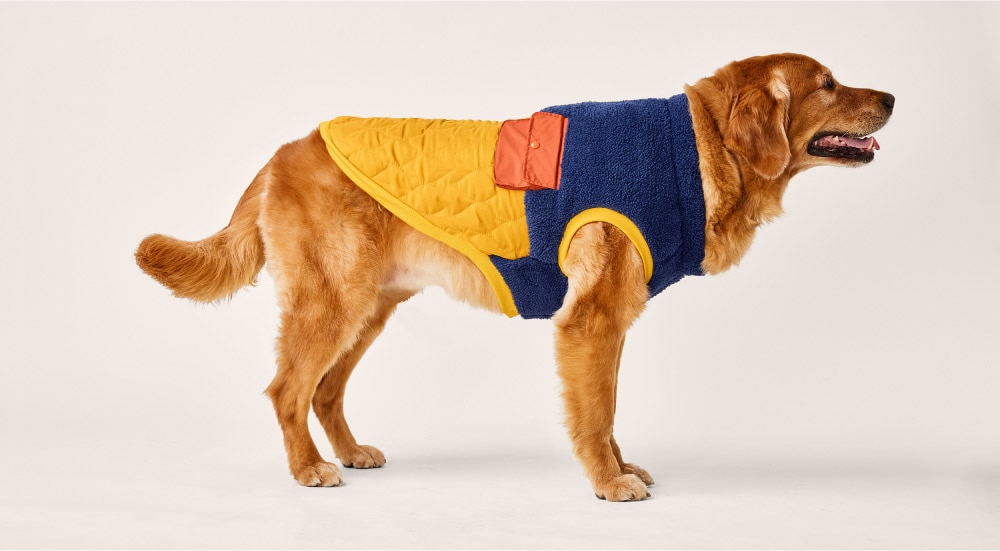 Profile view of golden retriever dog wearing a jacket