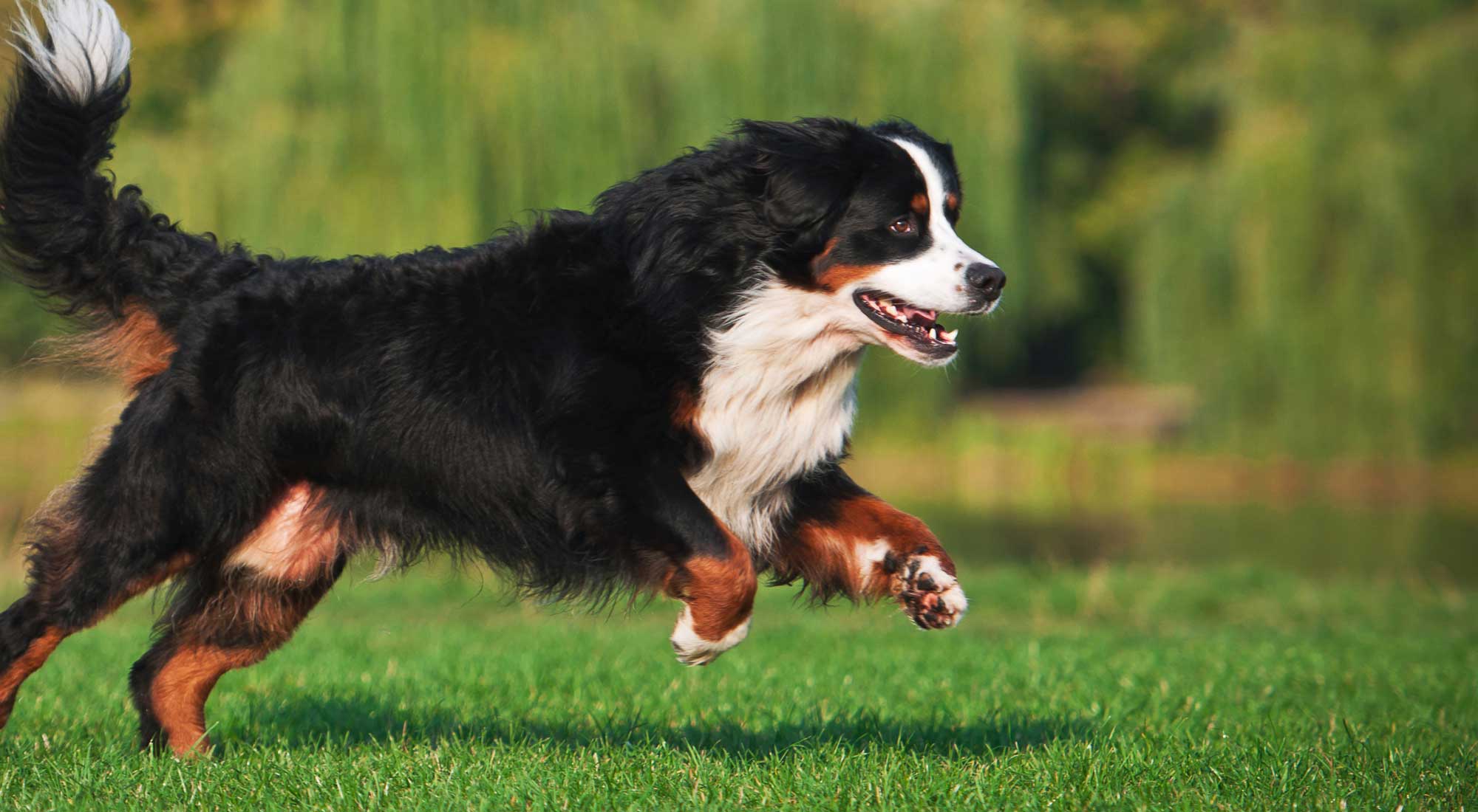 large dog running on grass