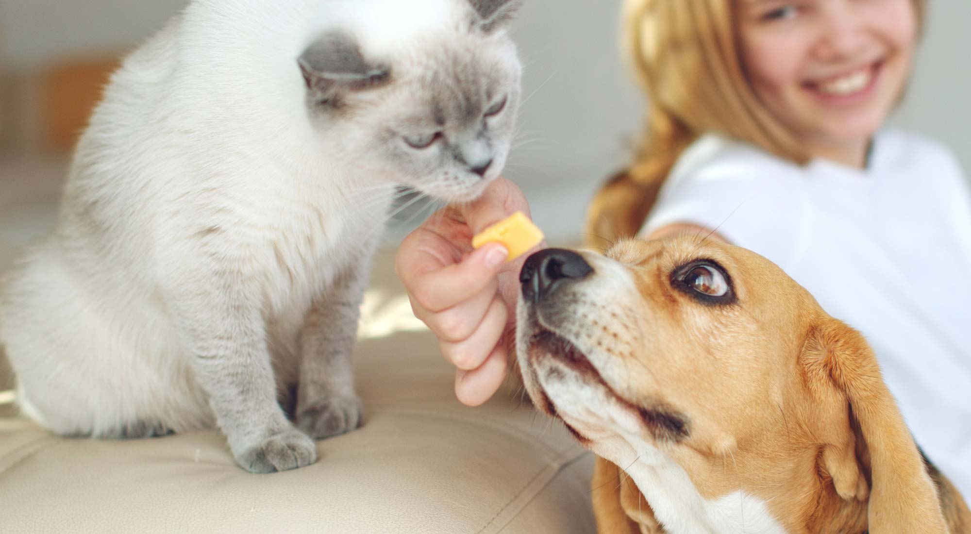 Girl giving treat to dog and cat