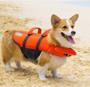 Lifestyle image of dog wearing life vest