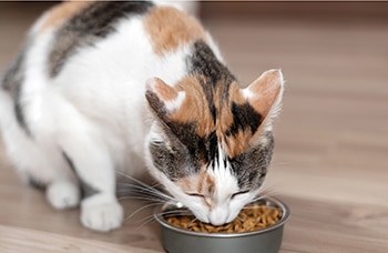 The science behind the creation of pet food - A dog and cat on the floor facing each other