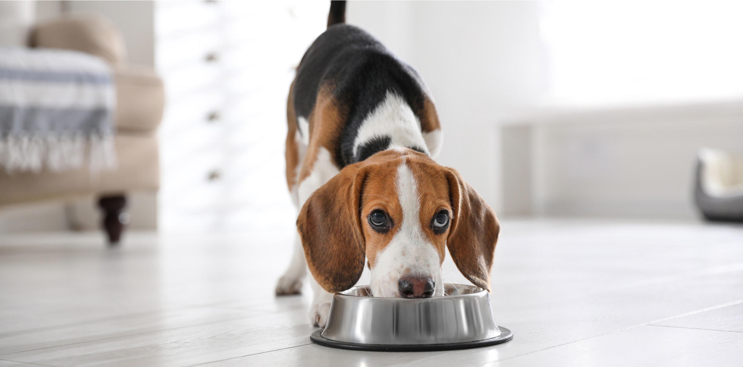 Ever wonder how pet food is made - A dog eating on his food bowl loooking up