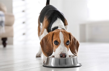 Ever wonder how pet food is made - A dog eating from a food bowl looking up