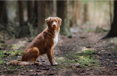 Pet safety tips for outdoor summer adventures - Dog in the woods