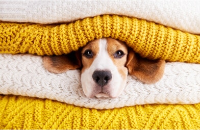 A cute dog's head is cozily squished between warm, knitted scarves