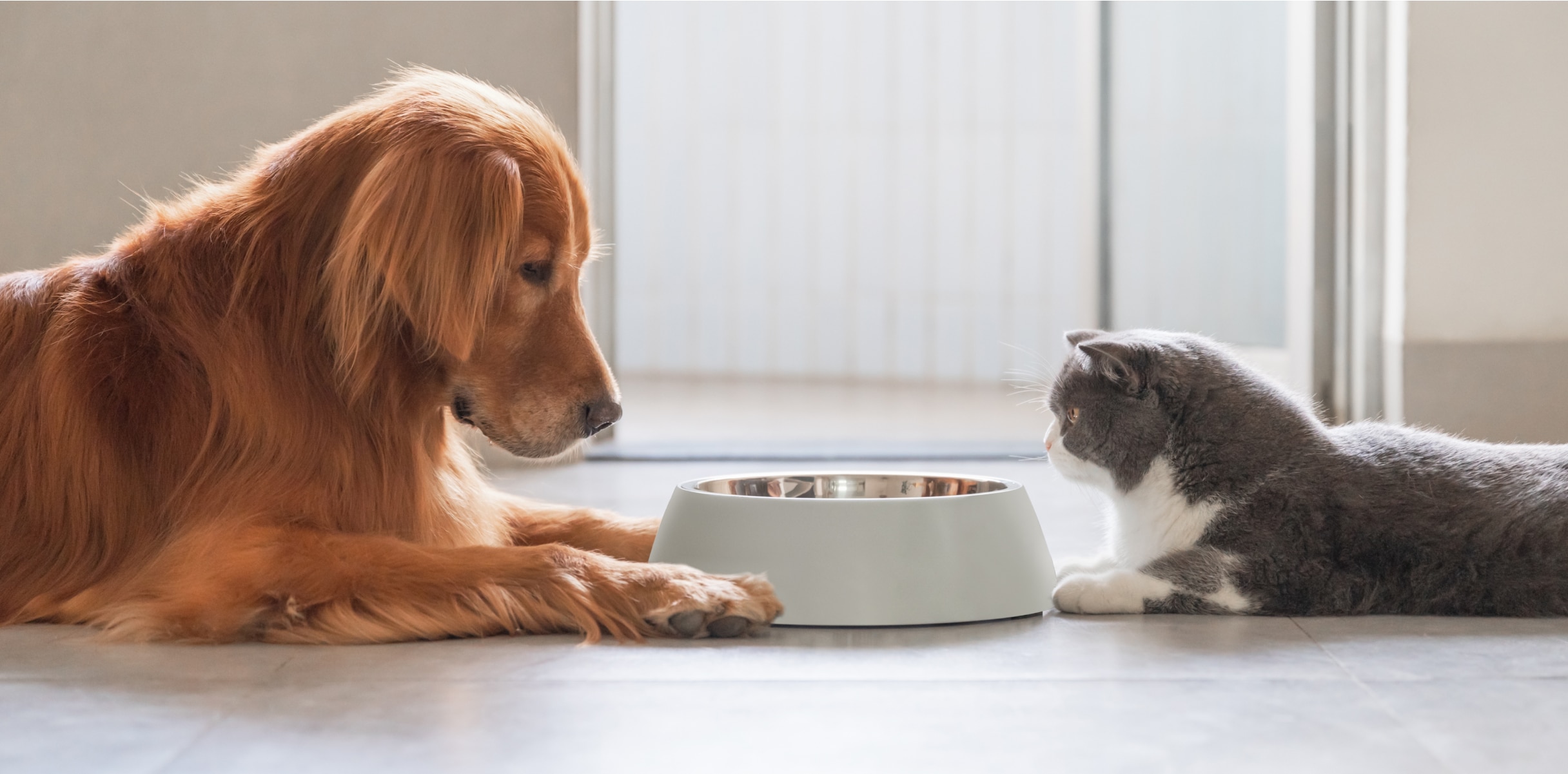 The science behind the creation of pet food - A dog and cat facing each other