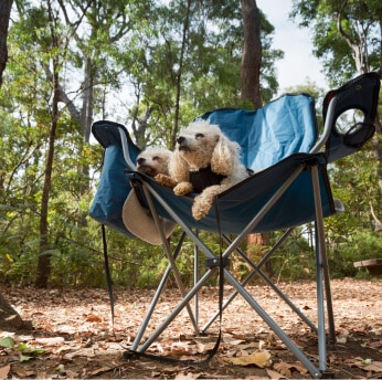 Dog sitting on a camping chair