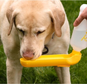 Lifestyle image of pet drinking water on the go