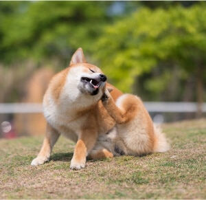 Lifestyle image of dog scratching itself, near grass