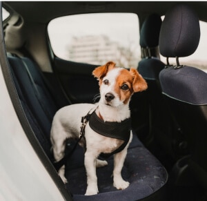 Lifestyle image of pet wearing seat belt