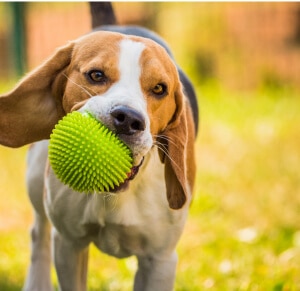 Lifestyle image of Dog catching a ball