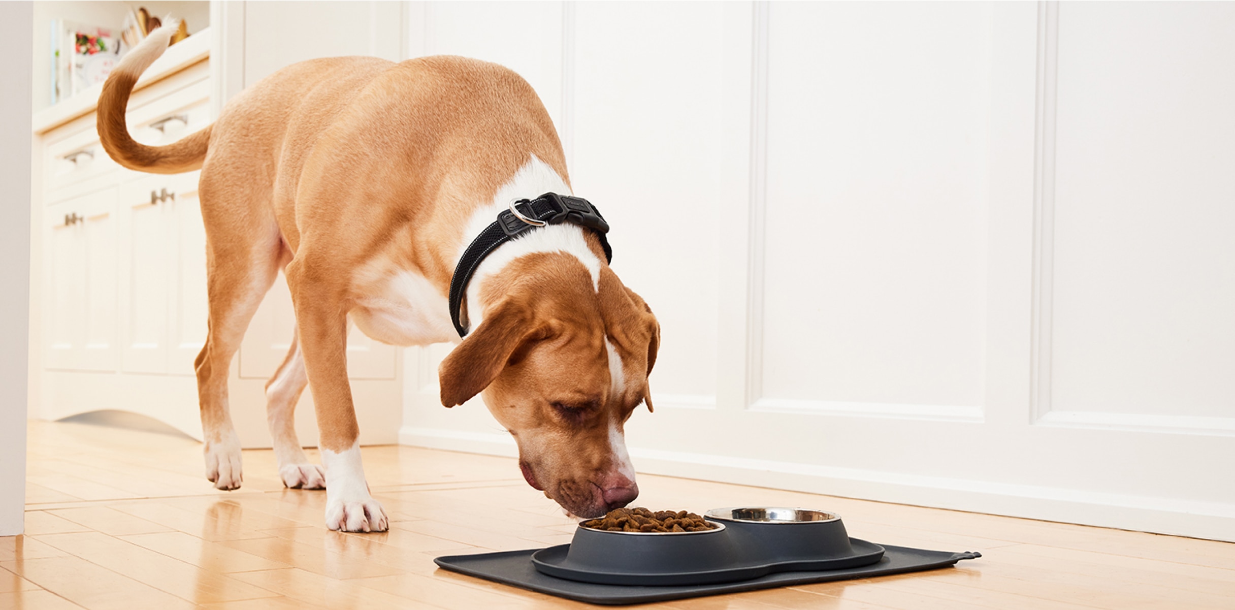 What exactly is my pet eating - A dog eating dry food