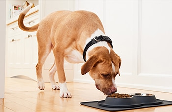 What exactly is my pet eating - A dog eating dry food