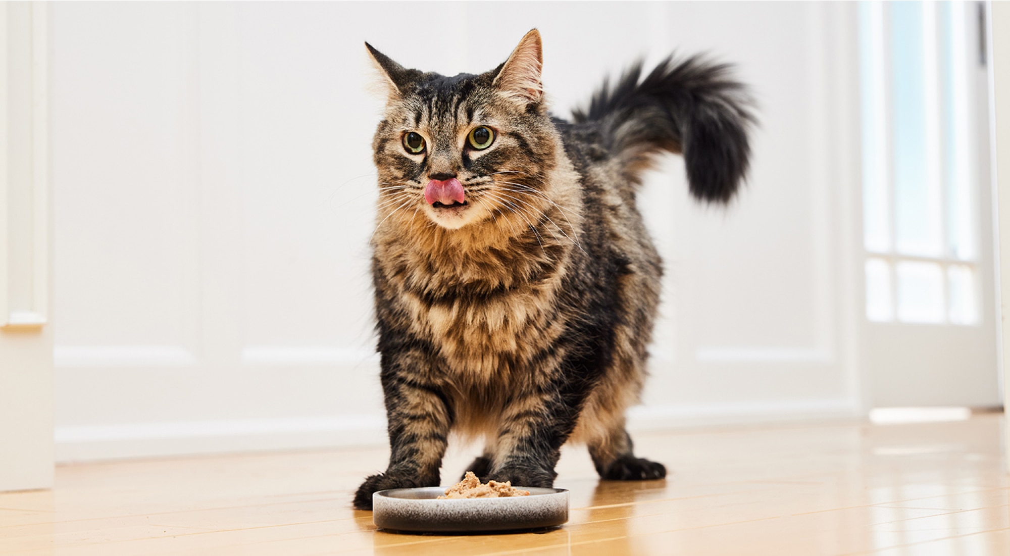 What your pet needs from their food - A cat eating wet food